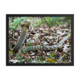 King Cobra (large female)