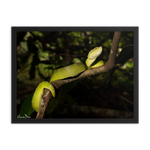 Bornean Keeled Pit Viper (adult female)