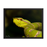 Bornean Keeled Pit Viper (close-up, male)