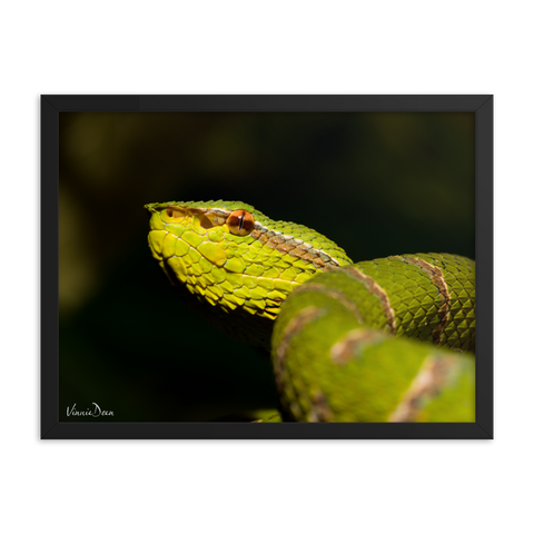 Bornean Keeled Pit Viper (close-up, male)