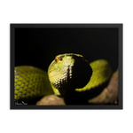 Bornean Keeled Pit Viper (close-up)