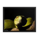 Bornean Keeled Pit Viper (close-up)