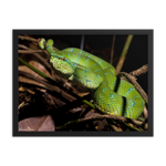 Bornean Keeled Pit Viper