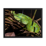 Bornean Keeled Pit Viper