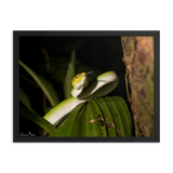 Bornean Keeled Pit Viper (juvenile male)