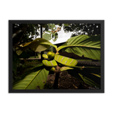 Danger is near - The Bornean Keeled Pit Viper