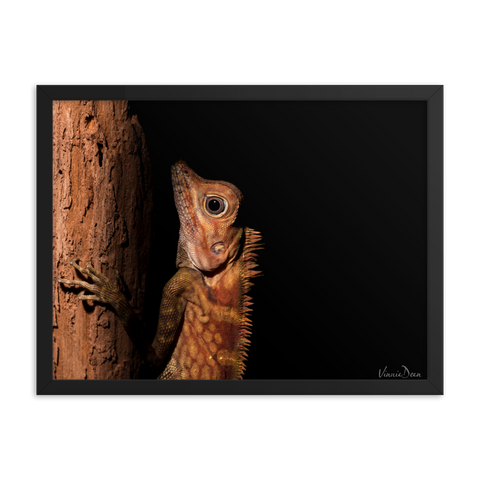 Borneo Anglehead Lizard