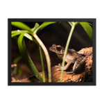 Brown marsh frog