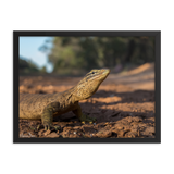 Sand Goanna