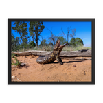 Shingleback Lizard