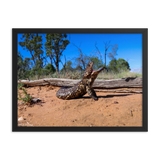 Shingleback Lizard