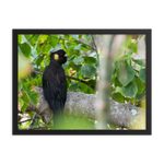 Yellow-tailed Black Cockatoo