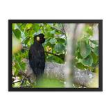 Yellow-tailed Black Cockatoo