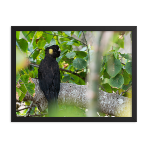 Yellow-tailed Black Cockatoo