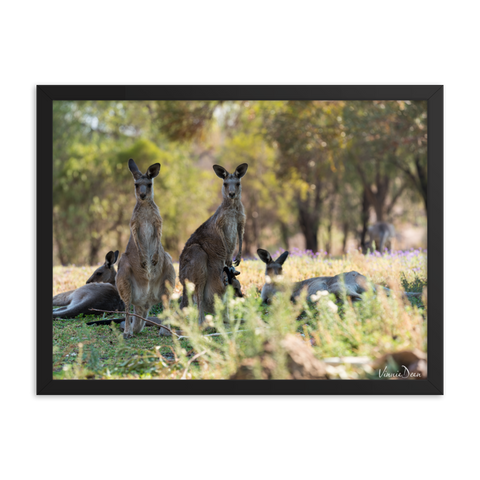 Eastern Grey Kangaroos