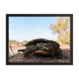 Murray River Turtle