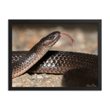 The Eastern Small-eyed Snake