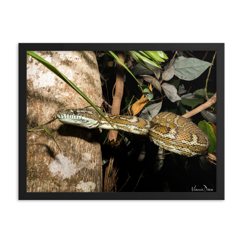 Coastal Carpet Python emerging from the forest