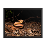 Brown Tree Snake