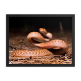 Brown Tree Snake (Juvenile)