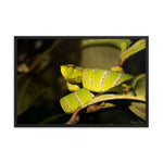 Bornean Keeled Pit Viper (male)