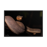 Mangrove Pit-viper