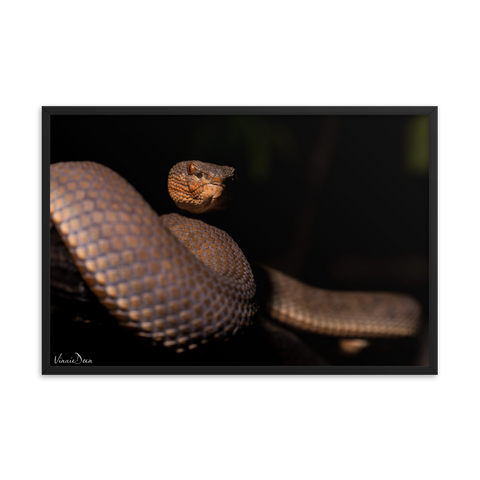 Mangrove Pit-viper