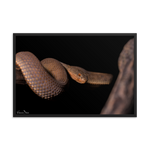 The Mangrove Pit-viper