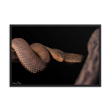 The Mangrove Pit-viper