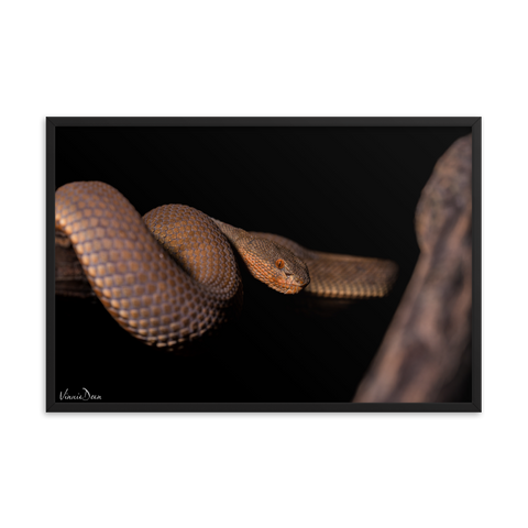 The Mangrove Pit-viper