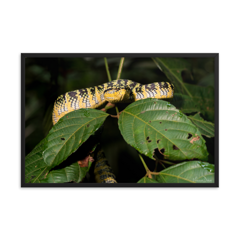 Wagler's Pit-viper