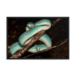 Fully-Grown Blue White-lipped Viper