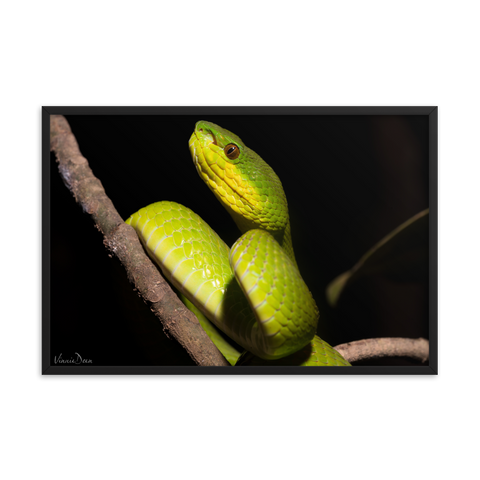 Portrait of White-lipped Viper