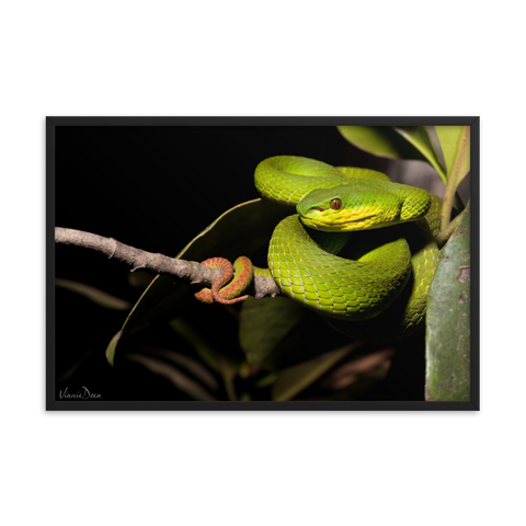 The White-lipped Viper