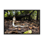 Javan Spitting Cobra