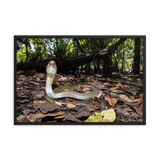 Javan Spitting Cobra