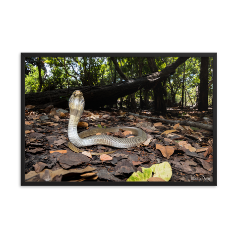 Javan Spitting Cobra