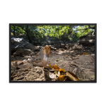 Javan Spitting Cobra (Juvenile)