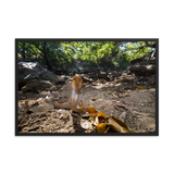 Javan Spitting Cobra (Juvenile)