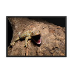 Tokay Gecko