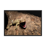 Tokay Gecko