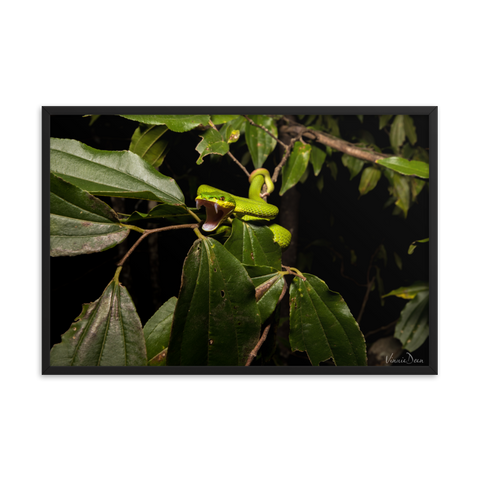 Fangs in the forest - The White-lipped Viper