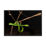 Male White-lipped Viper