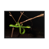 Male White-lipped Viper