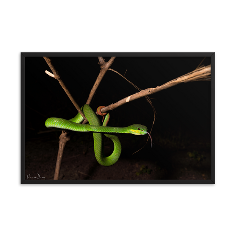 Male White-lipped Viper