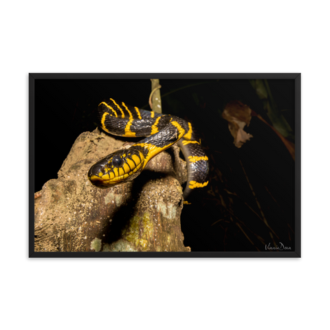 Mangrove Cat Snake (Black and Yellow Form)