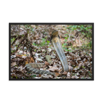 King Cobra (female)