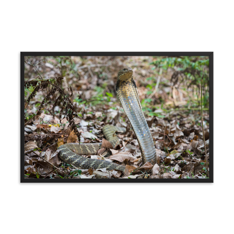 King Cobra (female)