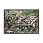 King Cobra (large female)