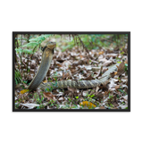 King Cobra (large female)